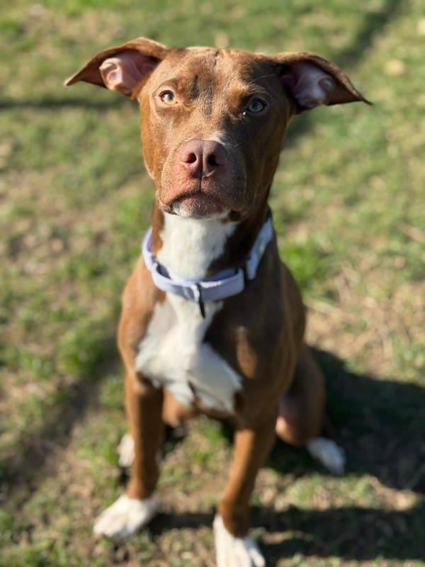 Enlarge Cadbury Mini Egg, a Adoptable mixed breed in Millersville, MD image 1/5