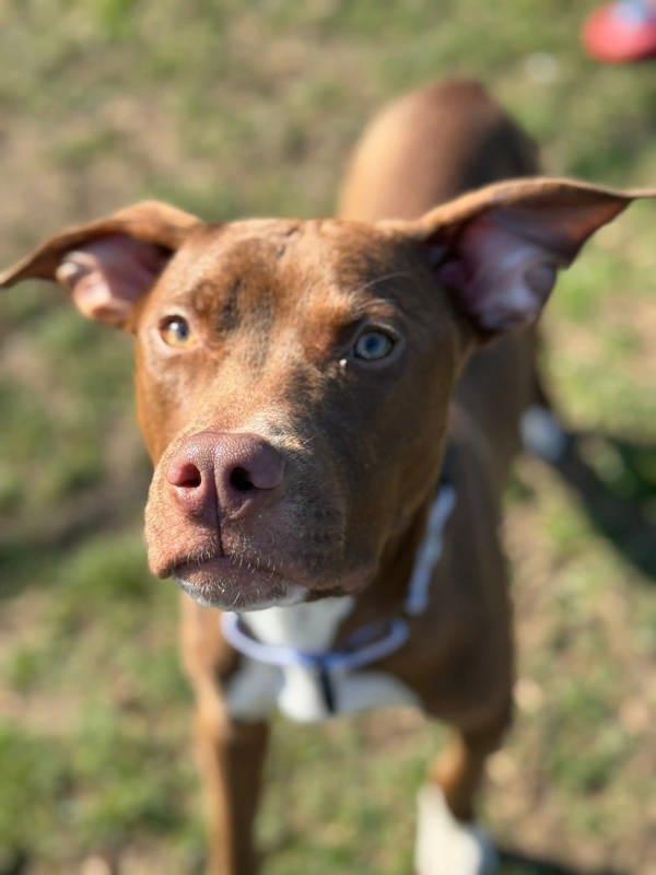 Enlarge Cadbury Mini Egg, a Adoptable mixed breed in Millersville, MD image 2/5
