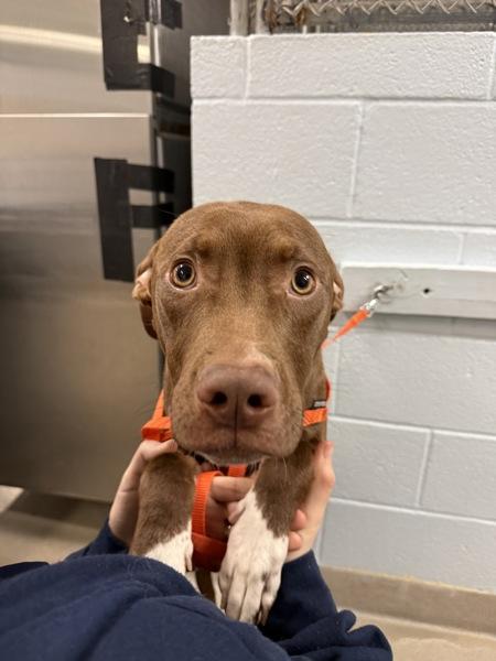 Enlarge Cadbury Mini Egg, a Adoptable mixed breed in Millersville, MD image 4/5
