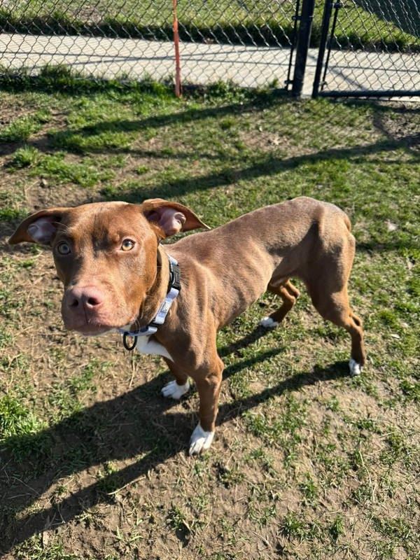Enlarge Cadbury Mini Egg, a Adoptable mixed breed in Millersville, MD image 5/5