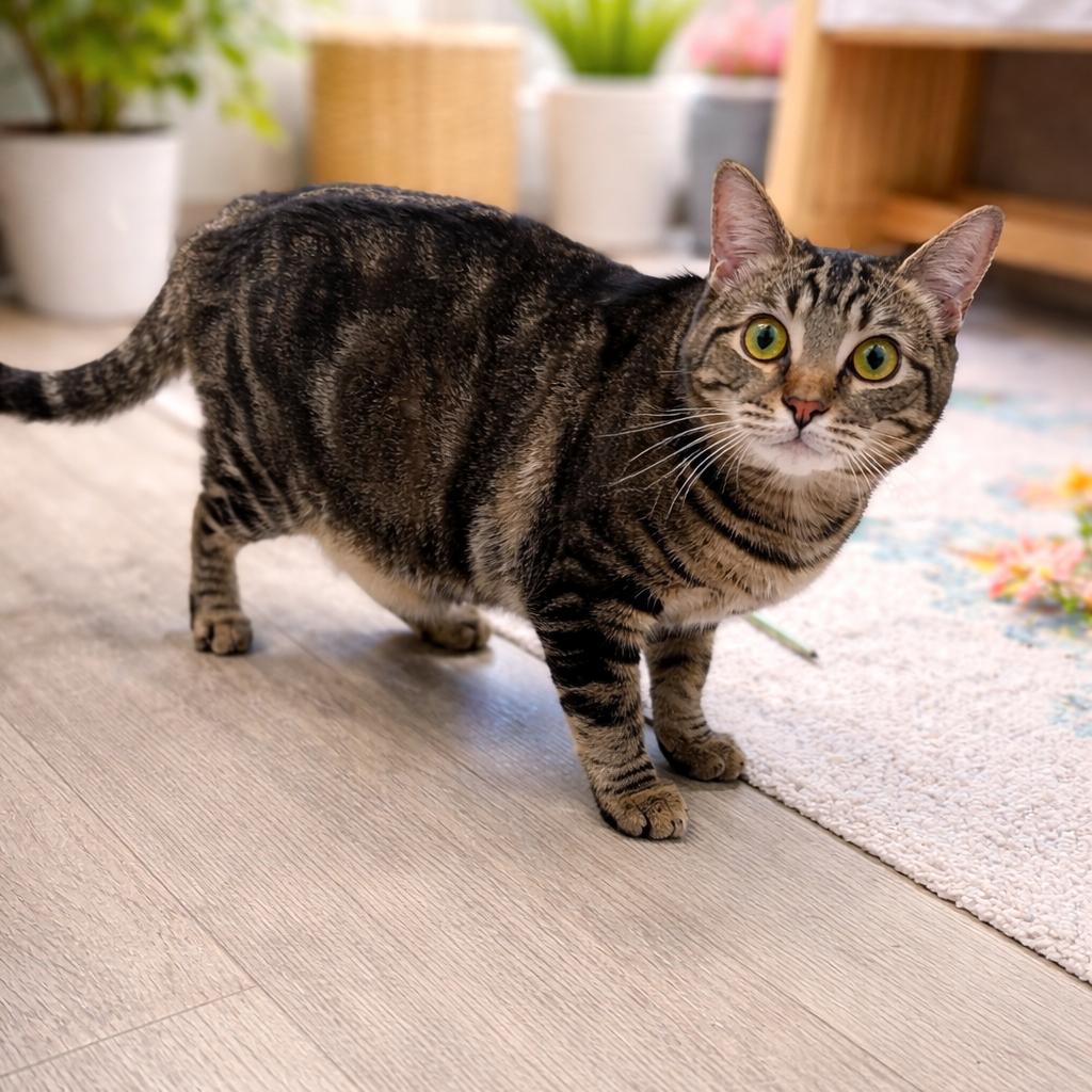 Enlarge Duke, a Adoptable Domestic Short Hair in Waldorf, MD image 1/2