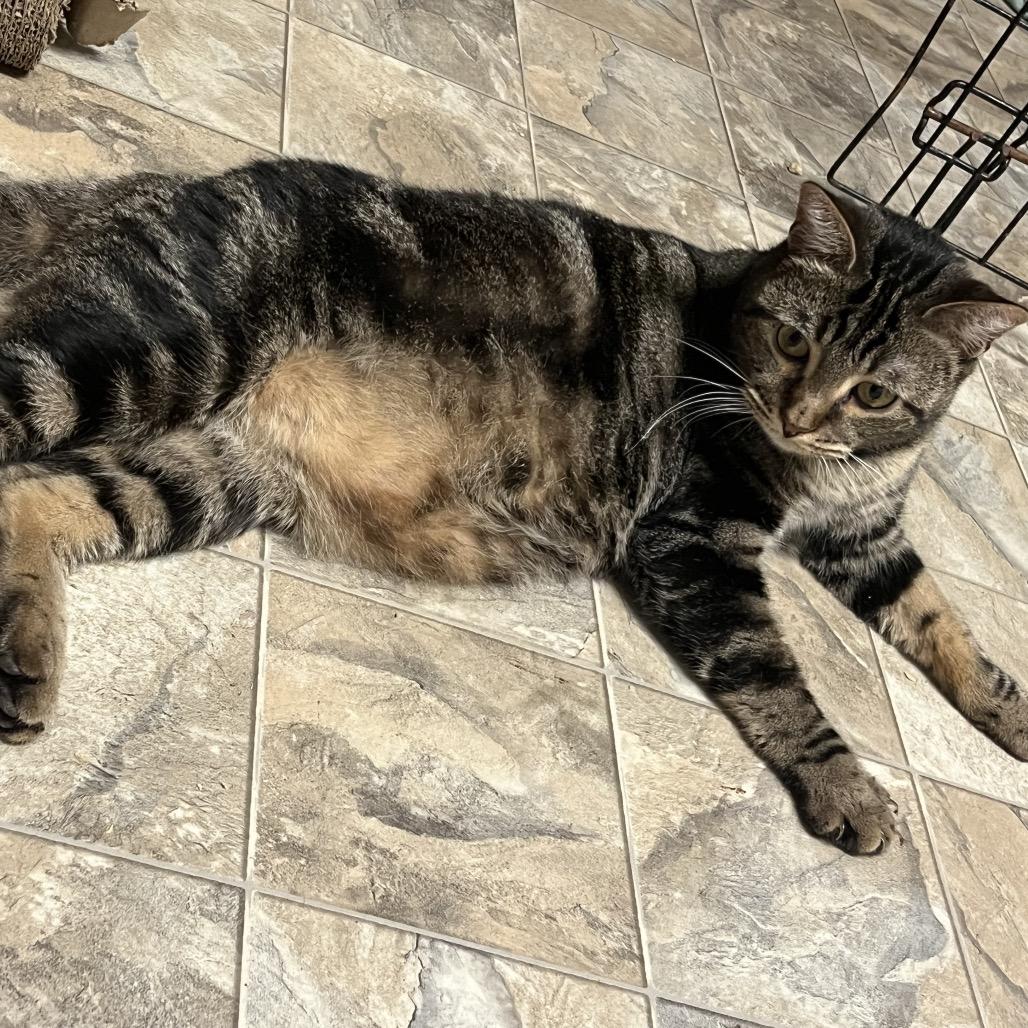 Enlarge Duke, a Adoptable Domestic Short Hair in Waldorf, MD image 2/5