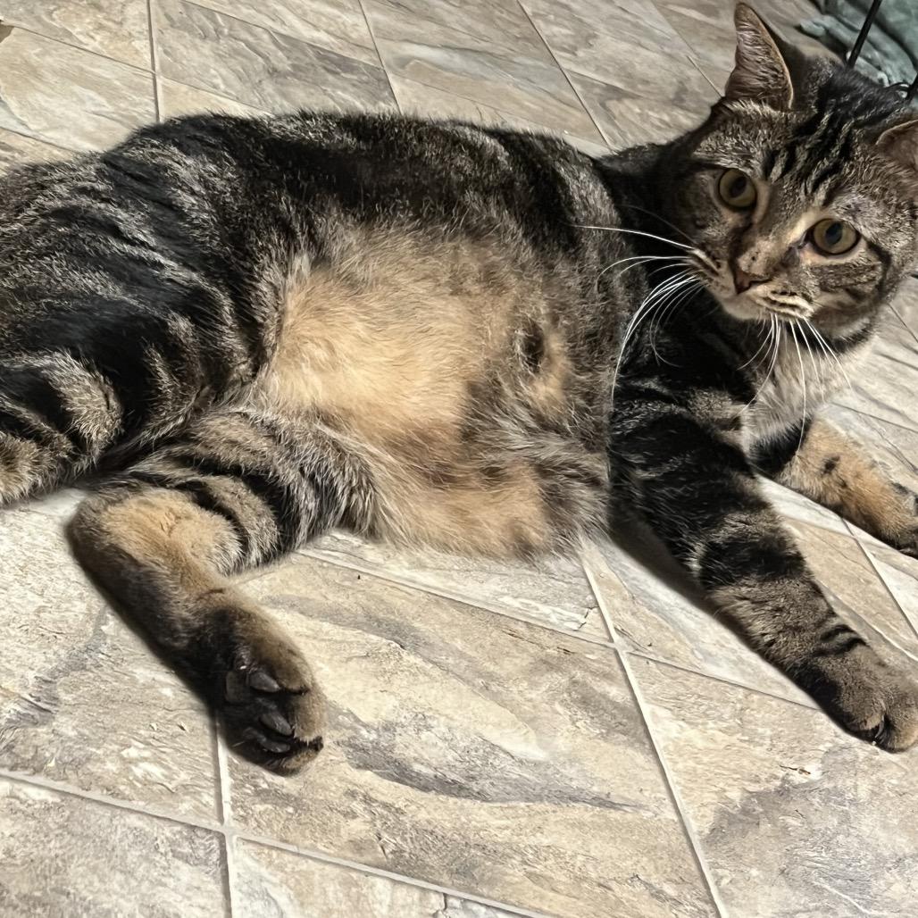 Enlarge Duke, a Adoptable Domestic Short Hair in Waldorf, MD image 3/5