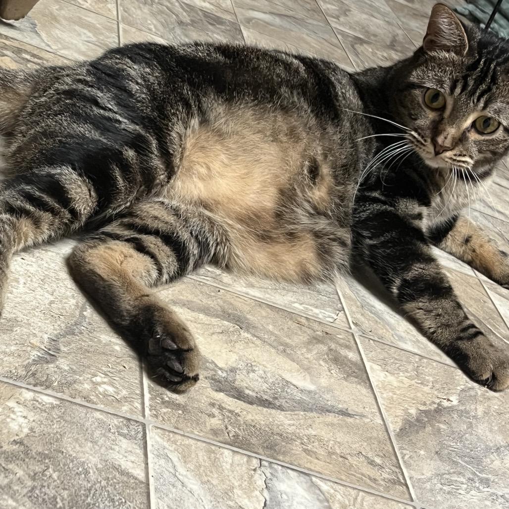 Enlarge Duke, a Adoptable Domestic Short Hair in Waldorf, MD image 4/5