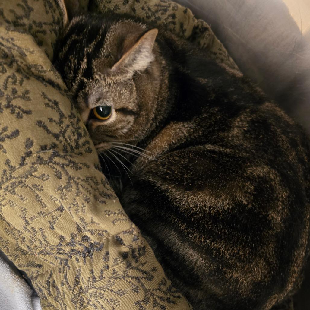 Enlarge Duke, a Adoptable Domestic Short Hair in Waldorf, MD image 2/2