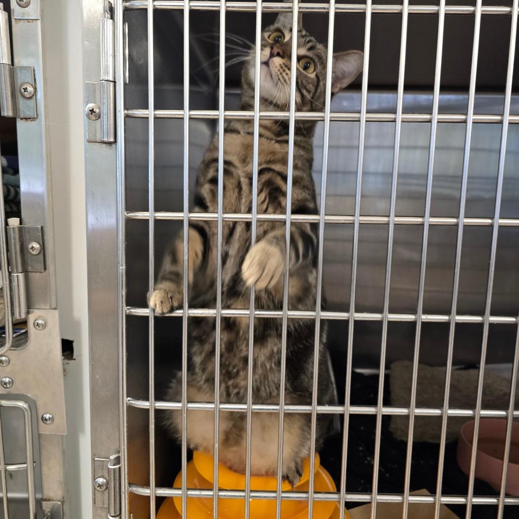 Enlarge Duke, a Adoptable Domestic Short Hair in Waldorf, MD image 3/3
