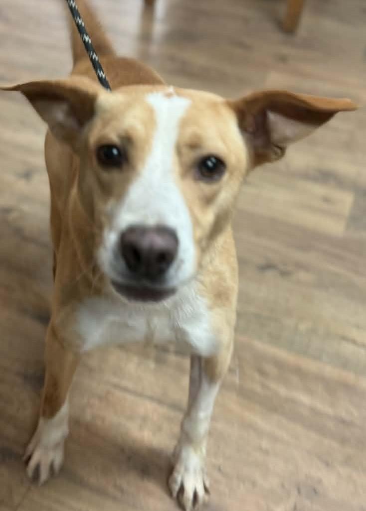 Bruno, ADOPTABLE, Adult Male Mixed Breed.