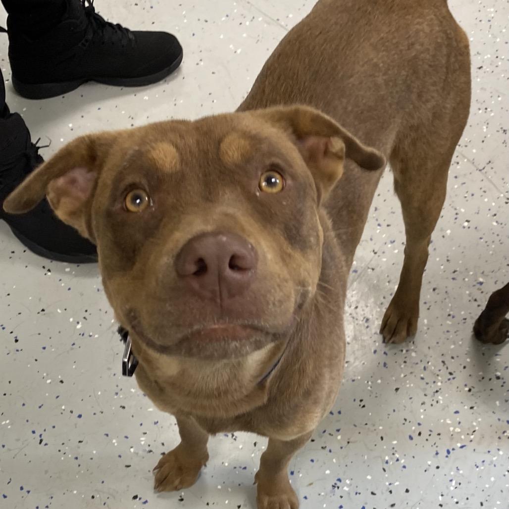 Damu, Adoptable, Adult Male Pit Bull Terrier.