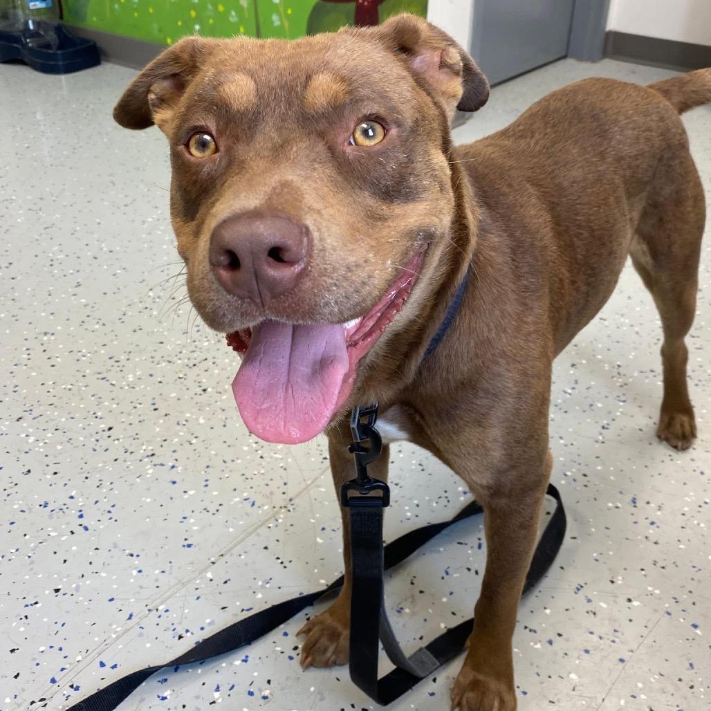 Enlarge Damu, a Adoptable Pit Bull Terrier in Marion, VA image 3/5