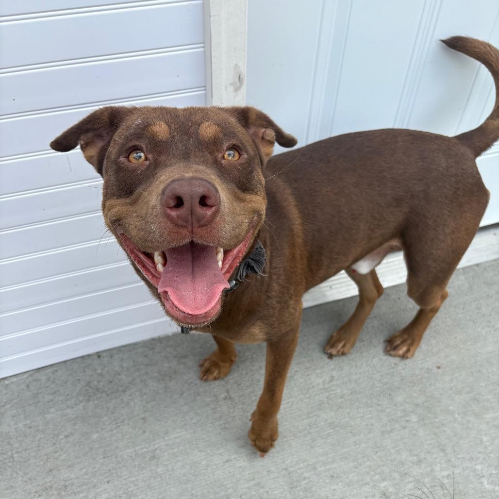 Enlarge Damu, a Adoptable Pit Bull Terrier in Marion, VA image 4/5