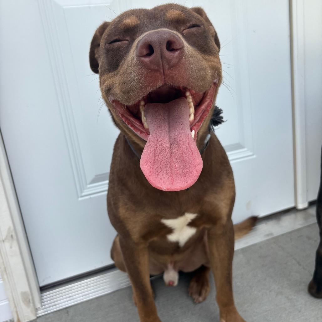 Enlarge Damu, a Adoptable Pit Bull Terrier in Marion, VA image 5/5