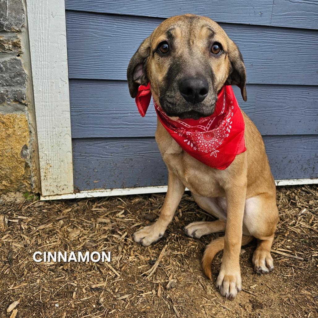 Enlarge Cinnamon, a Adoptable mixed breed in Madisonville, TN image 1/2