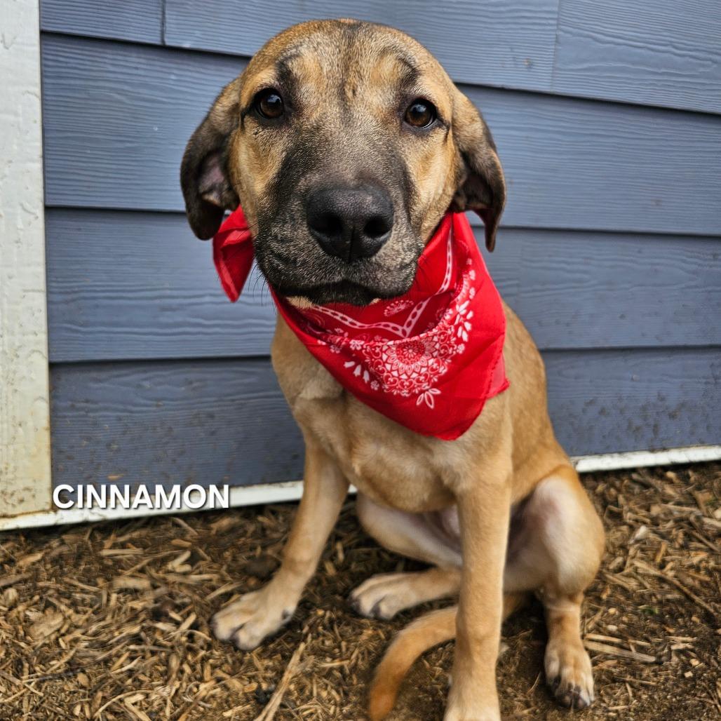 Enlarge Cinnamon, a Adoptable mixed breed in Madisonville, TN image 2/2