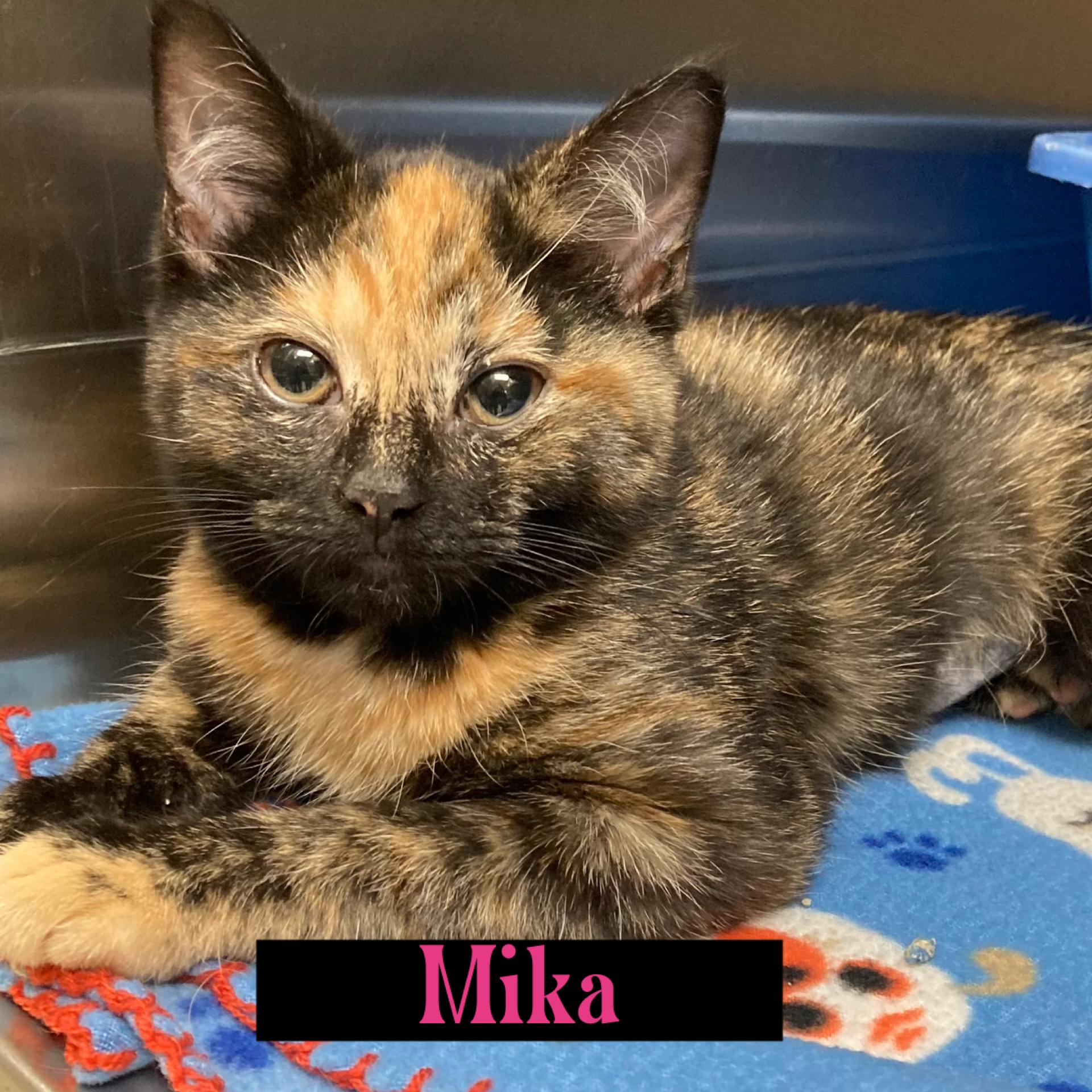 Mika, ADOPTABLE, Kitten Female Tortoiseshell.