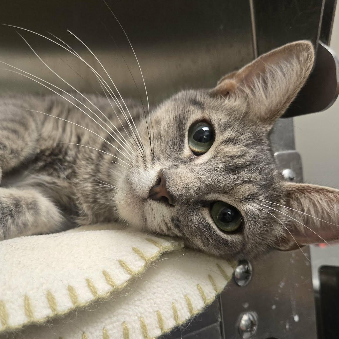 Saffron, a Adoptable Domestic Short Hair in Martinsville, IN image 2/2