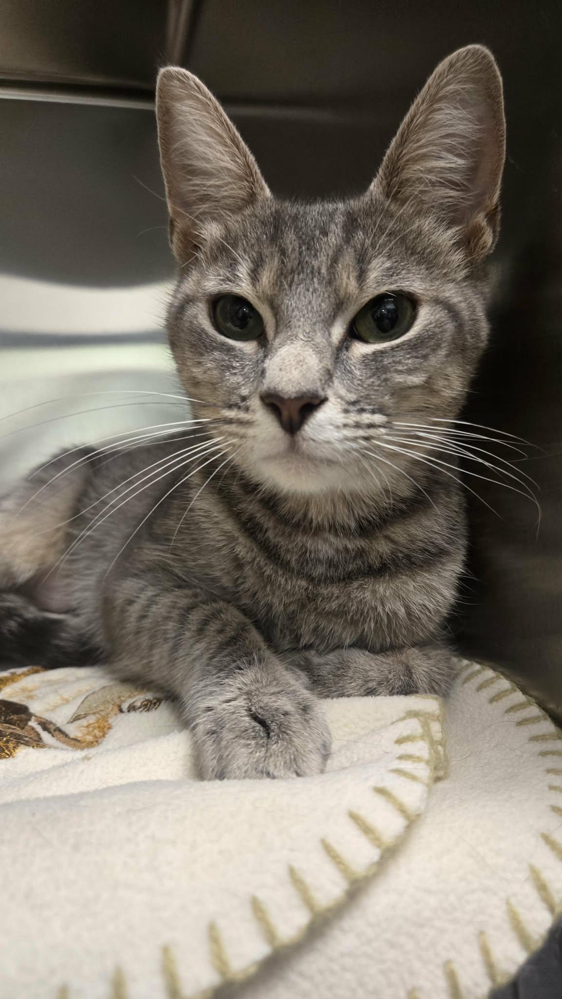 Saffron, a Adoptable Domestic Short Hair in Martinsville, IN image 1/2