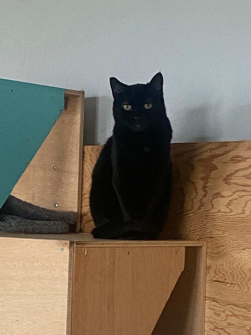 Princess, Adoptable, Adult Female Domestic Short Hair.