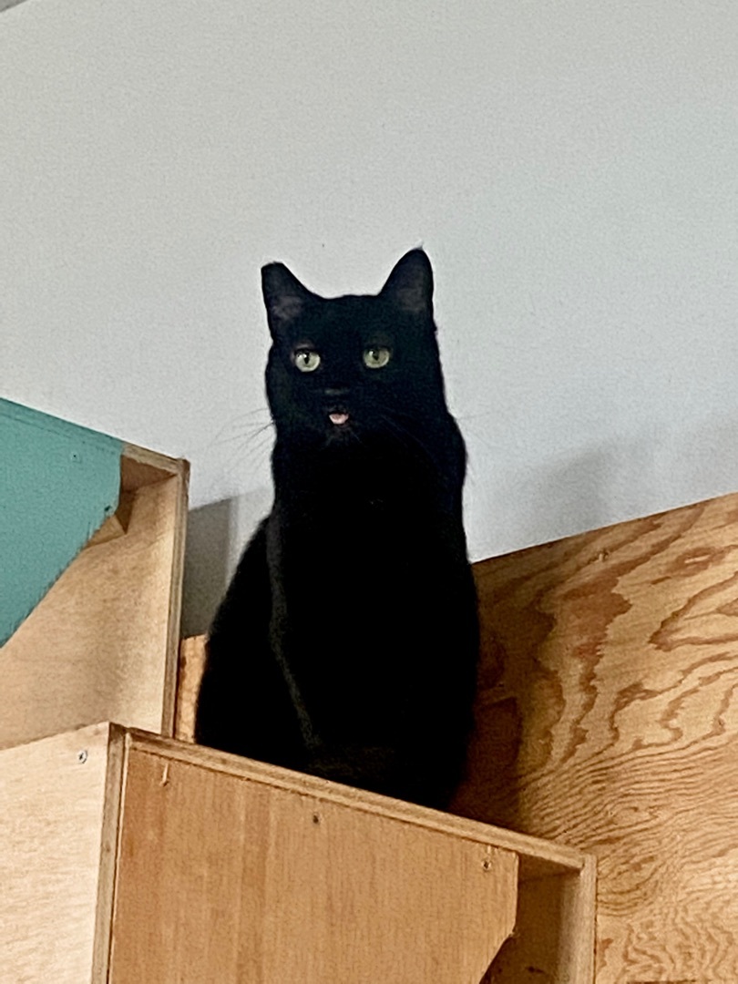 Enlarge Princess, a Adoptable Domestic Short Hair in Okanogan, WA image 2/6