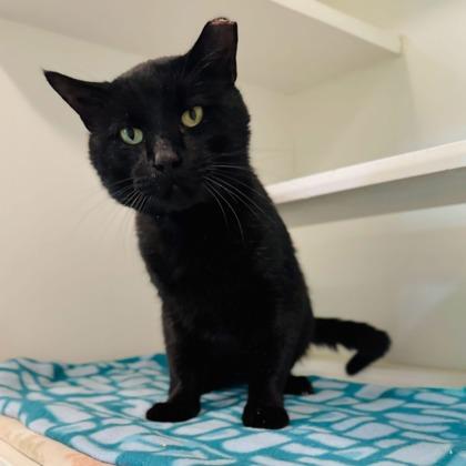 P. Sherman, Adoptable, Adult Male Domestic Short Hair & Domestic Short Hair.
