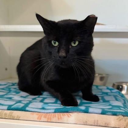 Enlarge P. Sherman, a Adoptable mixed breed in Traverse City, MI image 2/3