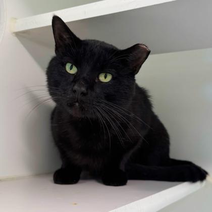 Enlarge P. Sherman, a Adoptable mixed breed in Traverse City, MI image 3/3