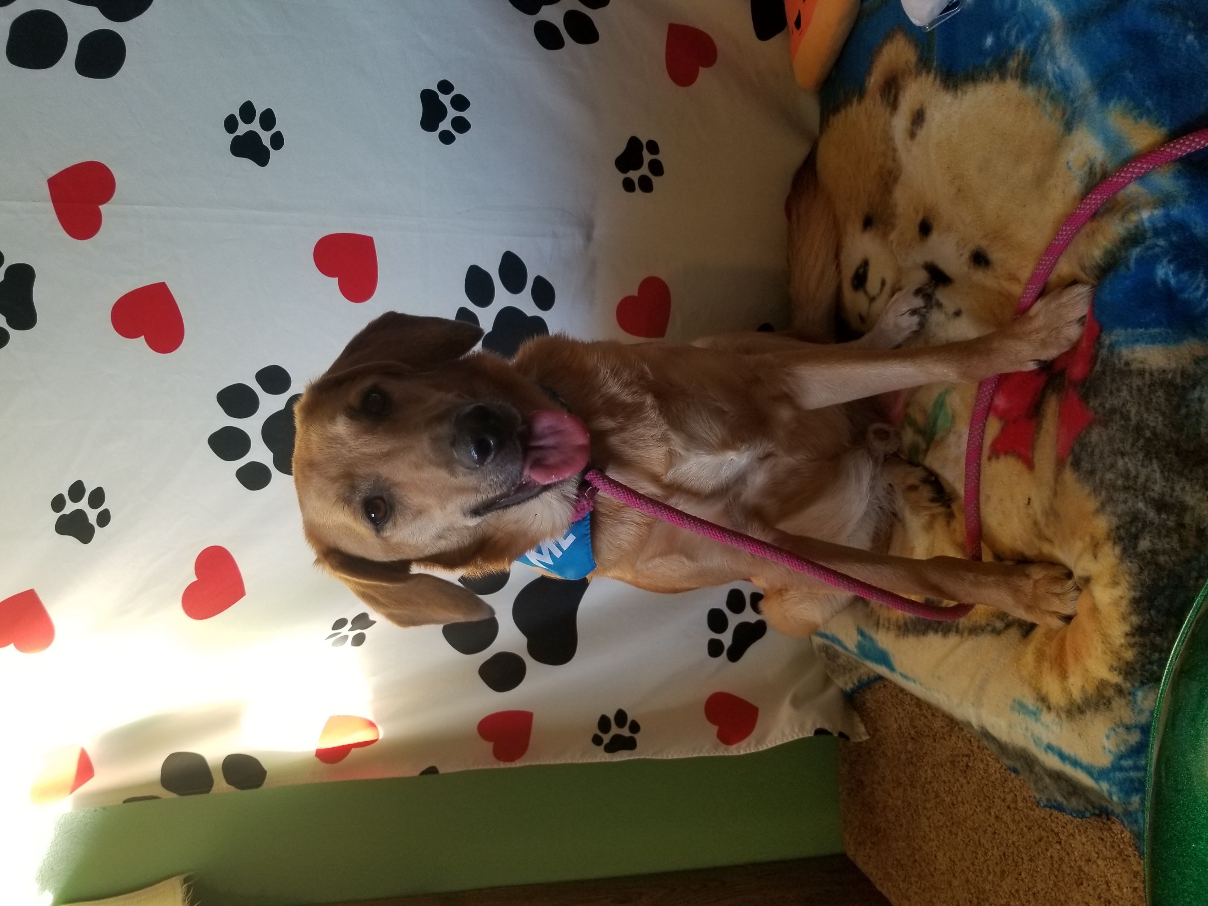 Afton, a Adoptable mixed breed in Huntington, IN image 1/6