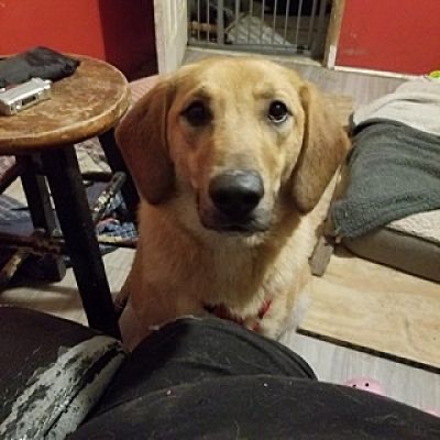 Afton, a Adoptable mixed breed in Huntington, IN image 2/6