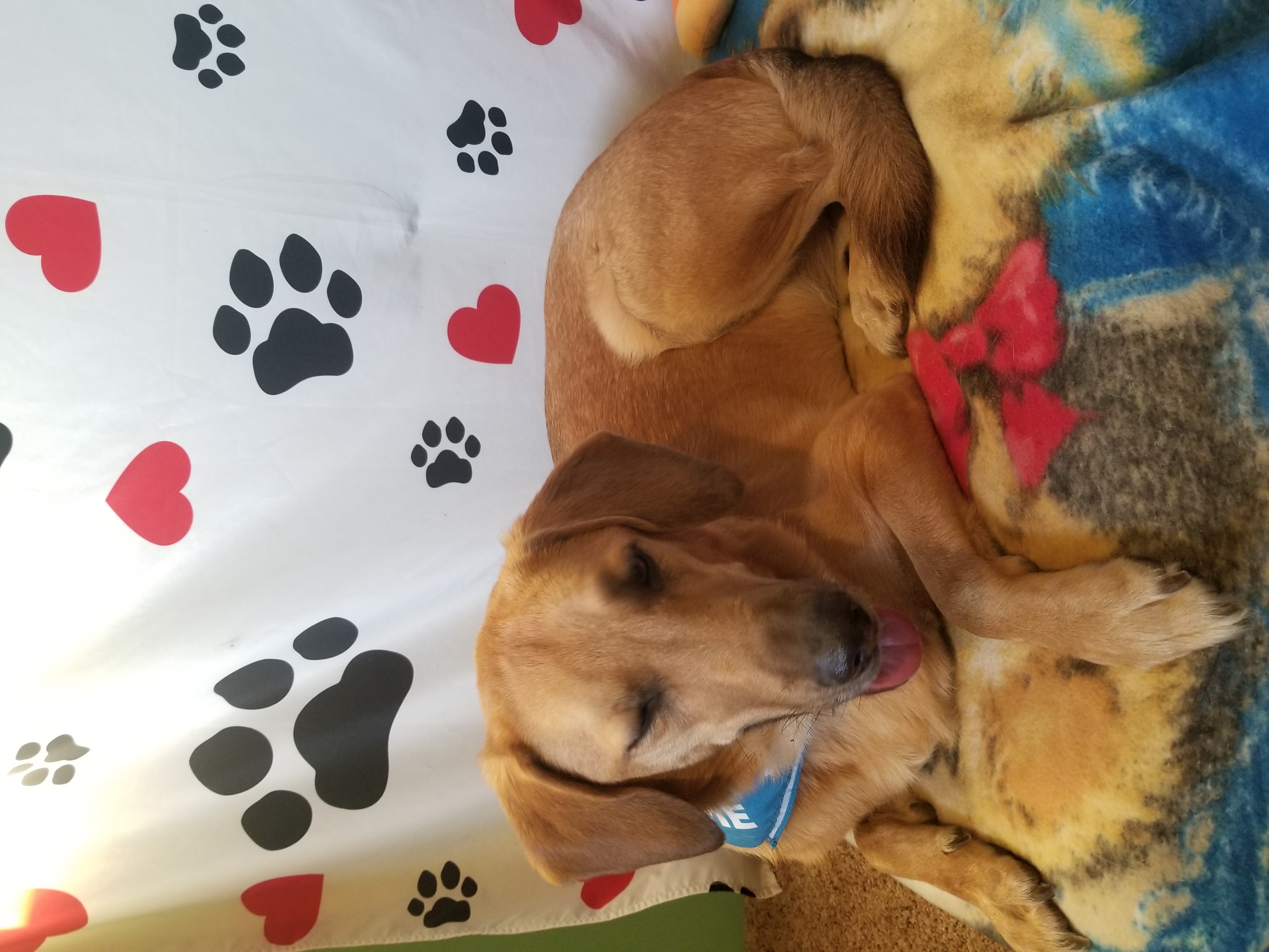 Afton, a Adoptable mixed breed in Huntington, IN image 3/6