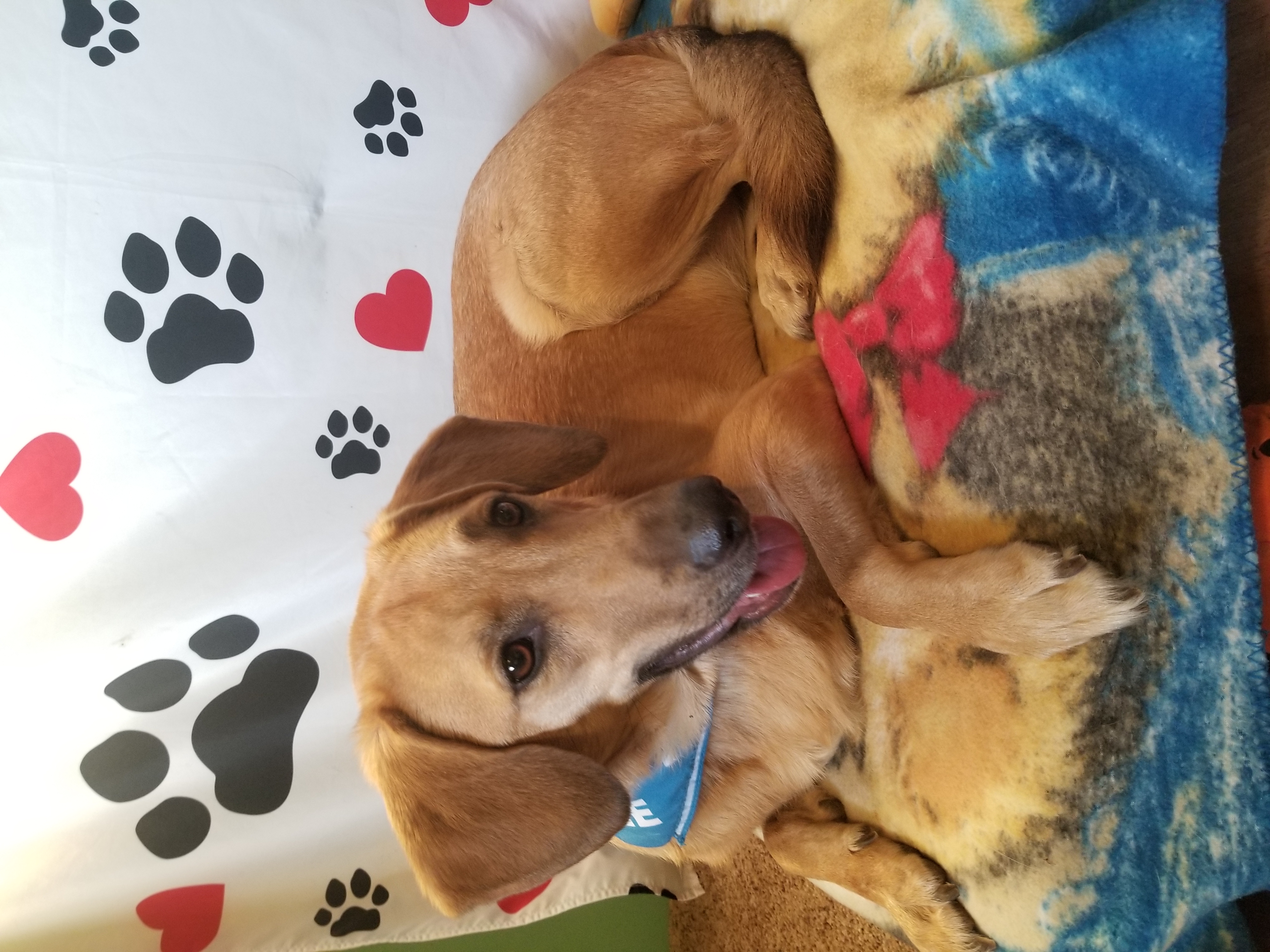 Afton, a Adoptable mixed breed in Huntington, IN image 4/6