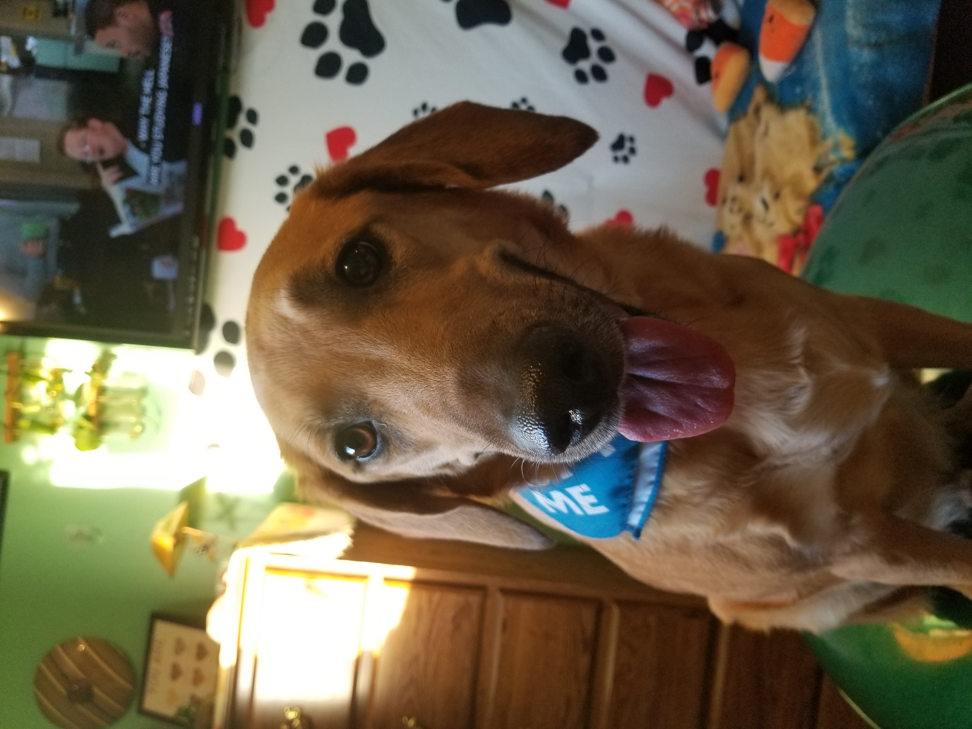 Afton, a Adoptable mixed breed in Huntington, IN image 5/6