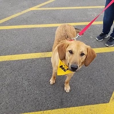 Afton, a Adoptable mixed breed in Huntington, IN image 6/6