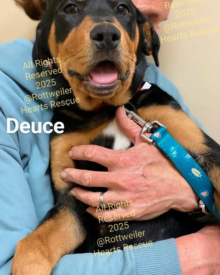 DEUCE