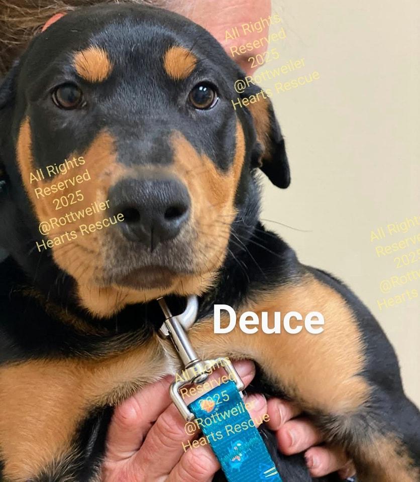 DEUCE