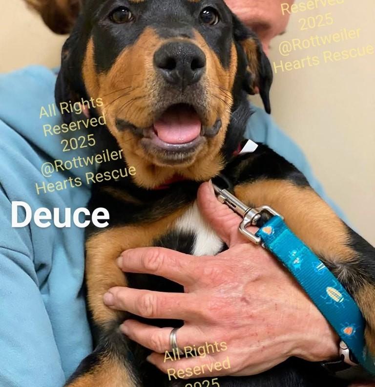 DEUCE, a Adoptable mixed breed in Chapel Hill, NC image 1/4