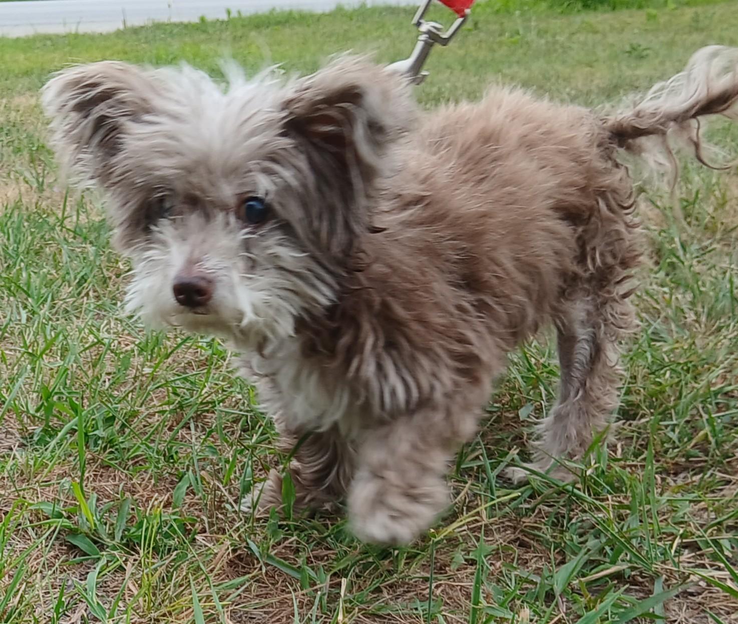 ChiCha, adopted, Senior Female Mixed Breed.