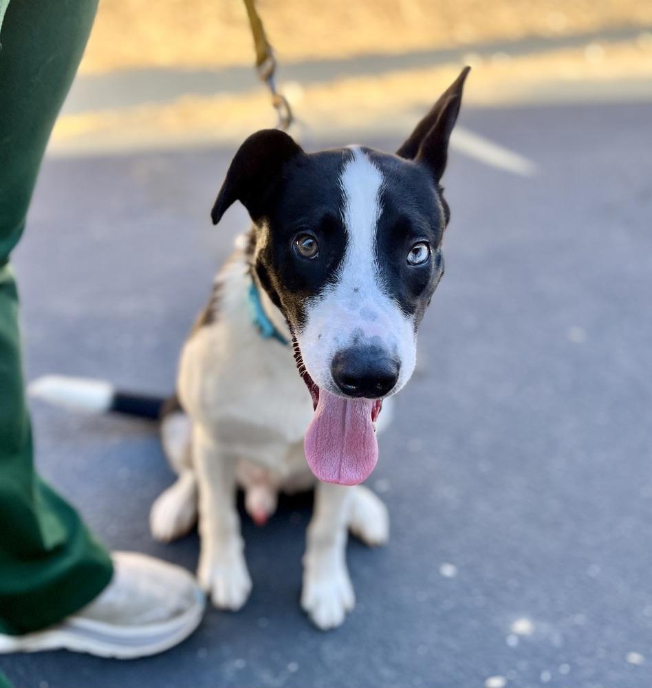 Banjo, a Adoptable mixed breed in Jamestown, CA image 3/5