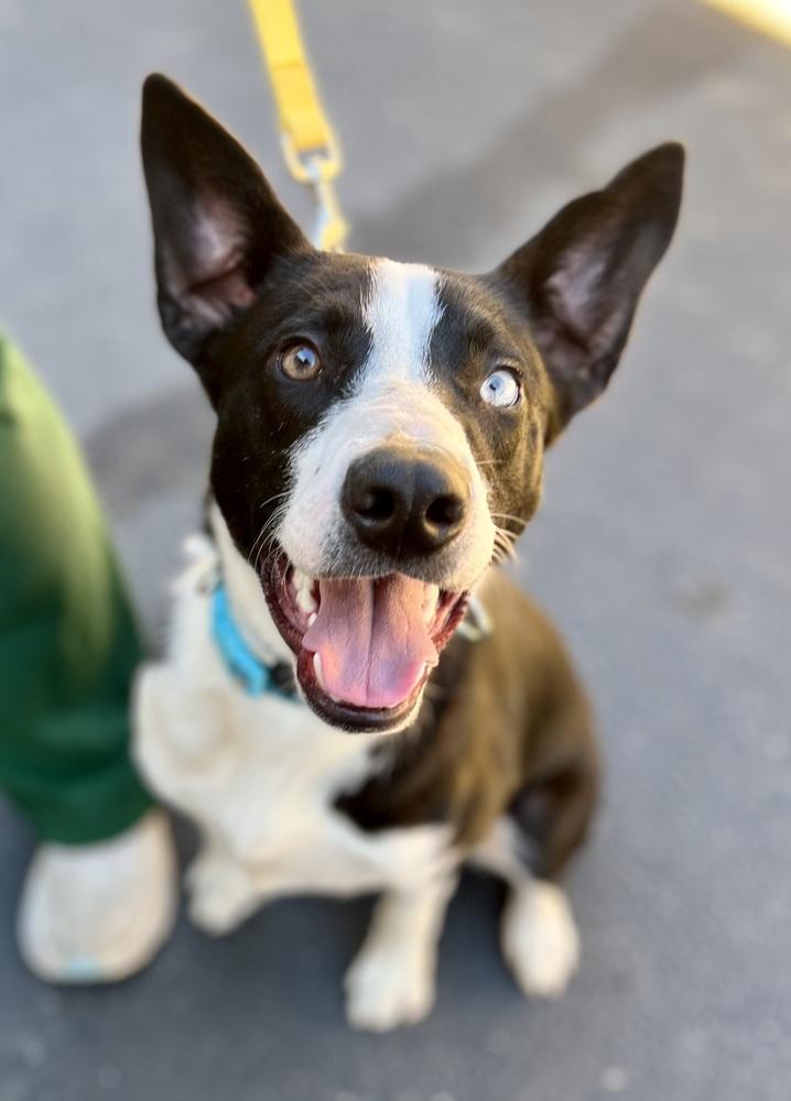 Banjo, a Adoptable mixed breed in Jamestown, CA image 1/5