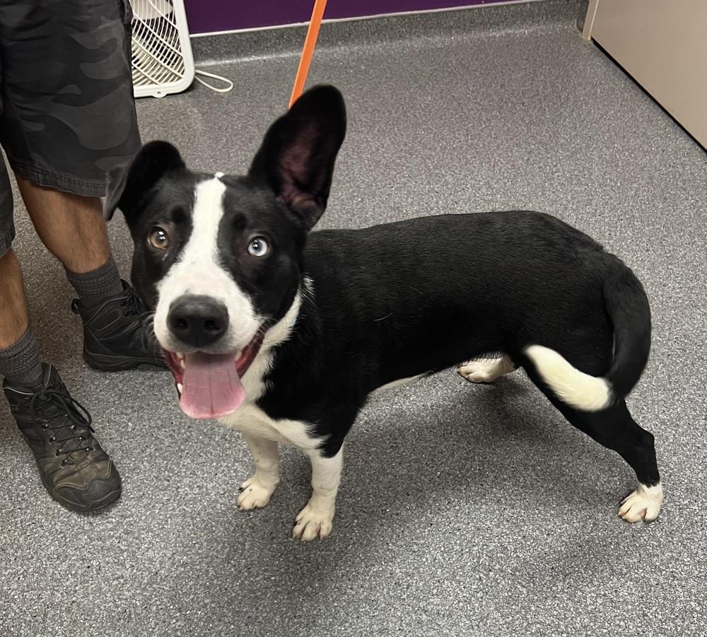 Banjo, a Adoptable mixed breed in Jamestown, CA image 2/5