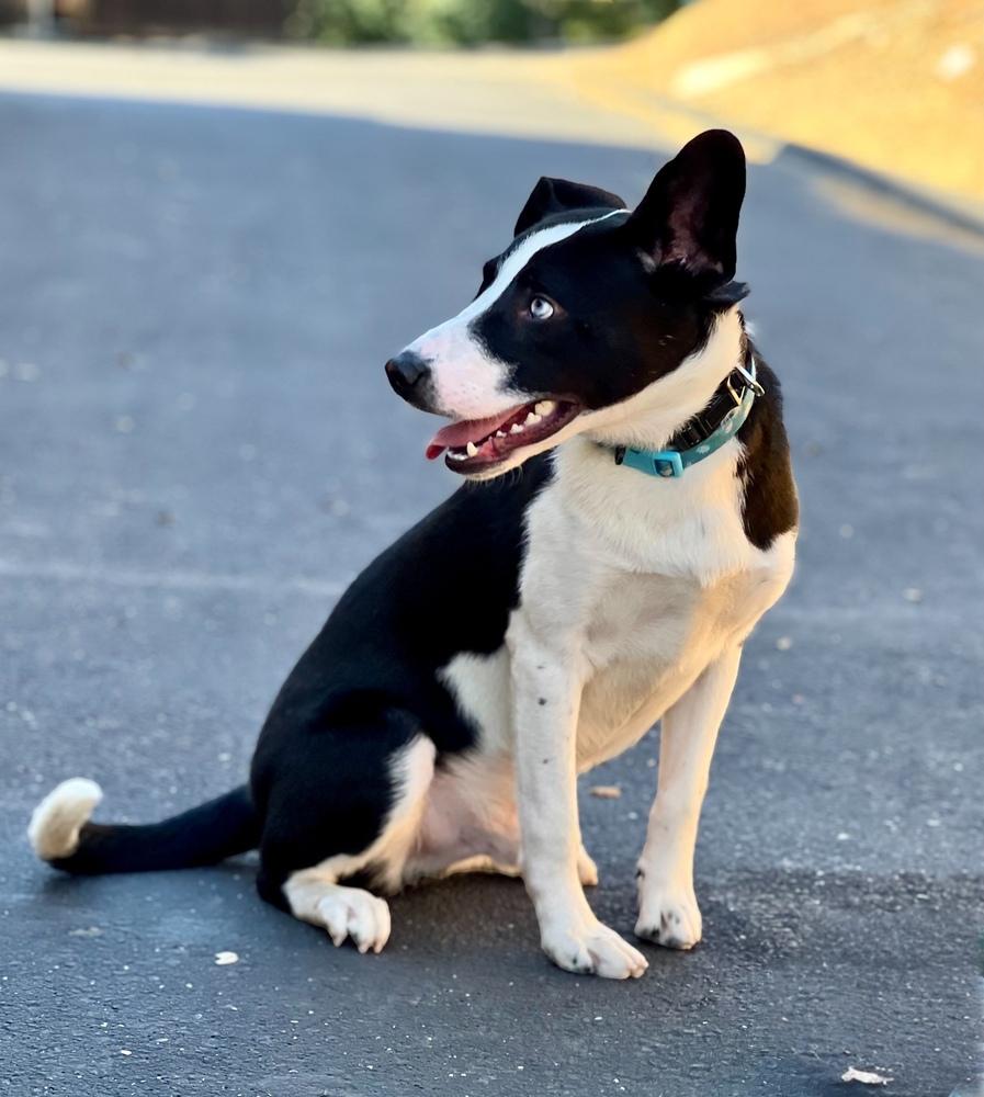 Banjo, a Adoptable mixed breed in Jamestown, CA image 4/5