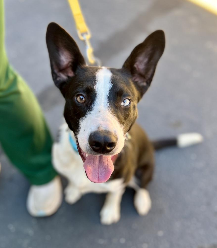 Banjo, a Adoptable mixed breed in Jamestown, CA image 5/5