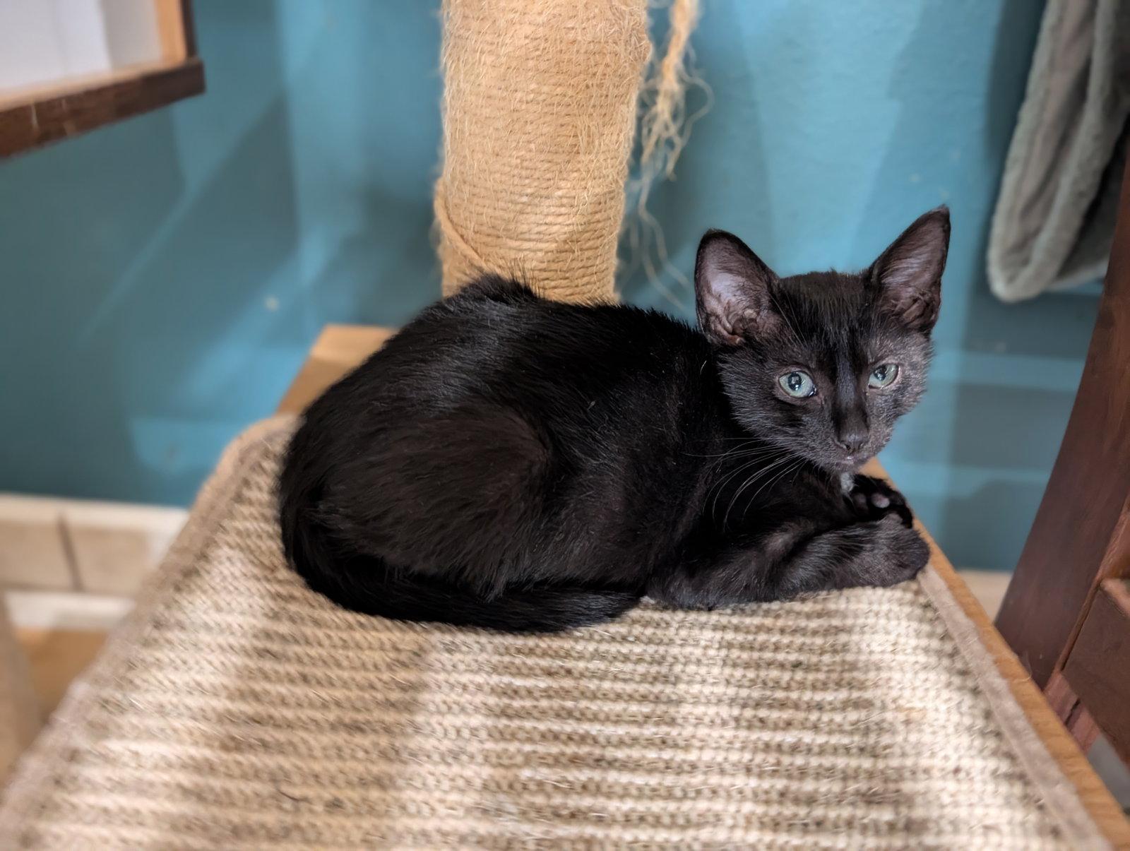 Joey, Adoptable, Kitten Male Domestic Short Hair.