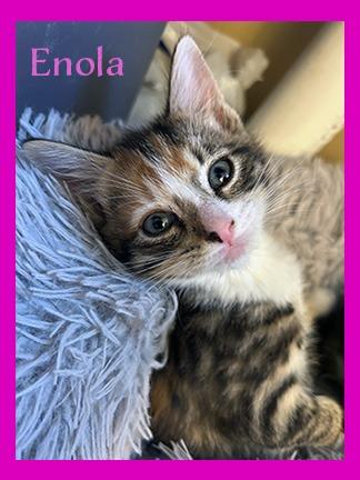 Enola, Adoptable, Kitten Female Domestic Short Hair.