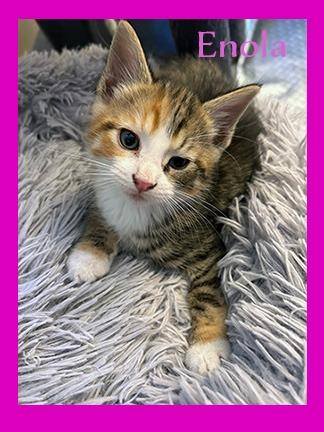 Enlarge Enola, a Adoptable mixed breed in Hoover , AL image 2/6