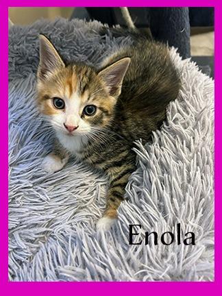 Enlarge Enola, a Adoptable mixed breed in Hoover , AL image 6/6
