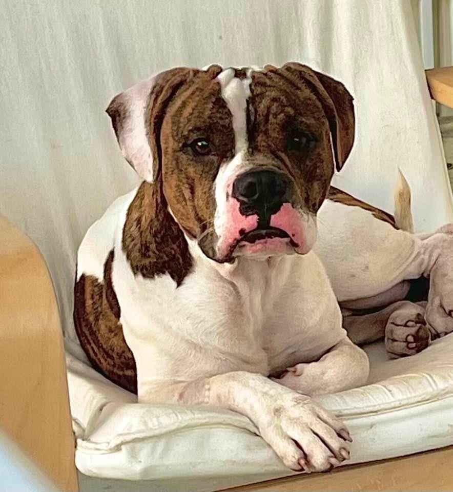 Enlarge Checkers, a Adoptable mixed breed in Carrollton, VA image 1/6