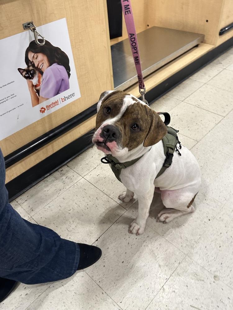 Enlarge Checkers, a Adoptable mixed breed in Carrollton, VA image 2/6