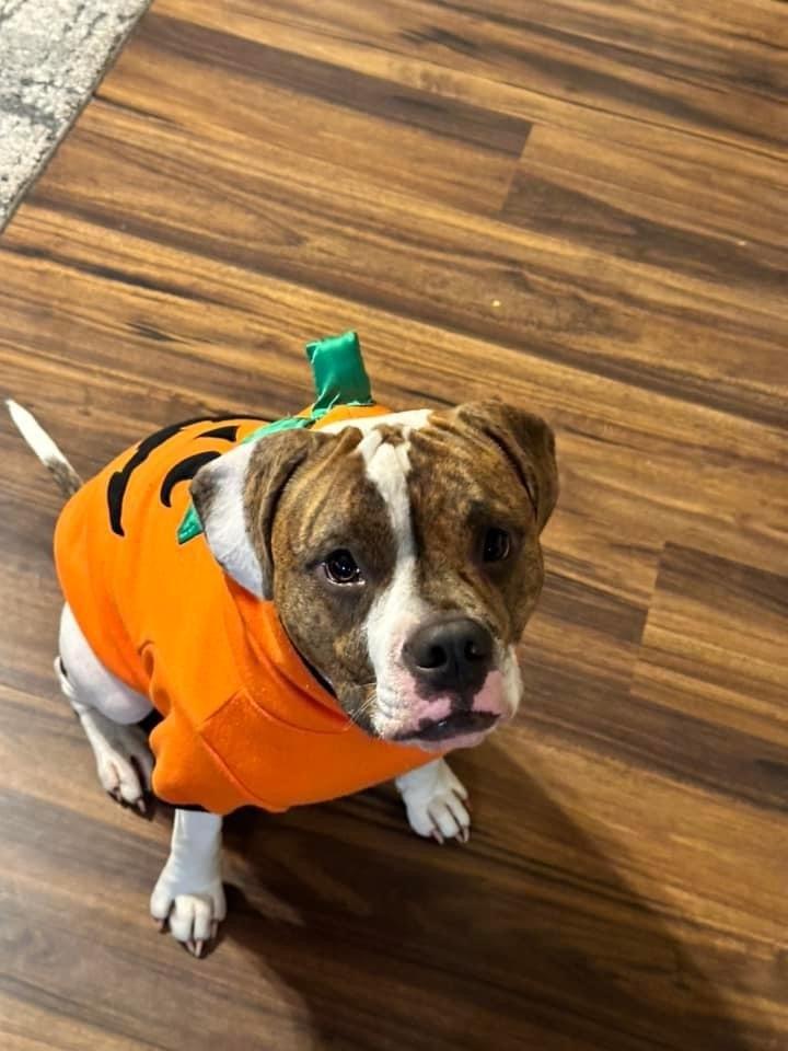 Enlarge Checkers, a Adoptable mixed breed in Carrollton, VA image 3/6