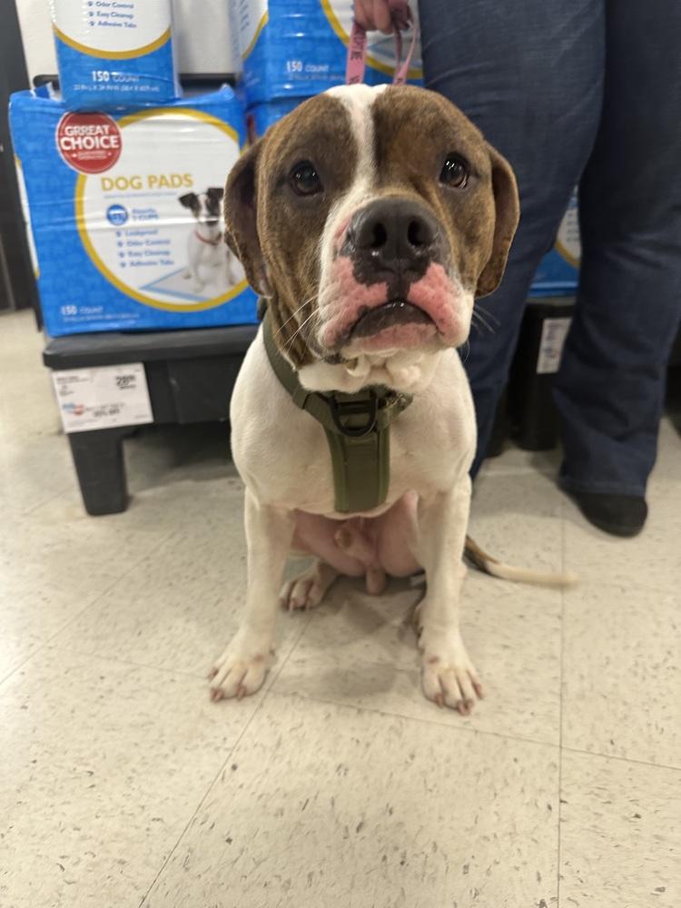 Enlarge Checkers, a Adoptable mixed breed in Carrollton, VA image 4/6