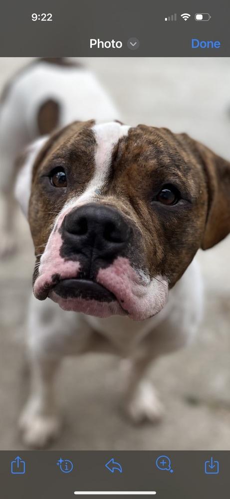 Enlarge Checkers, a Adoptable mixed breed in Carrollton, VA image 5/6