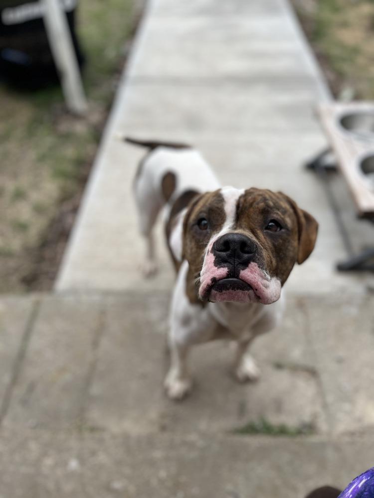 Enlarge Checkers, a Adoptable mixed breed in Carrollton, VA image 6/6